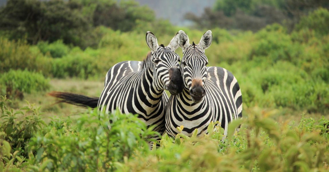 Help send the two Zebras back to Afrika